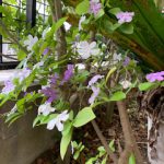 ニオイバンマツリ（蕃茉莉）