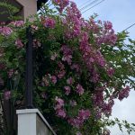 つるバラに寄せて