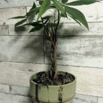 「パキラ」をお出迎え